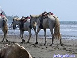 costaricabash255.jpg
